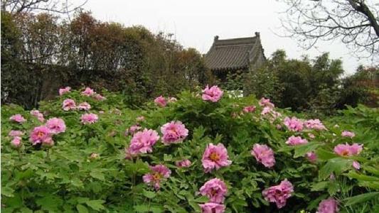 ◆西安九華山阿姑泉牡丹苑風(fēng)景區(qū)(AA級(jí)旅游景區(qū))